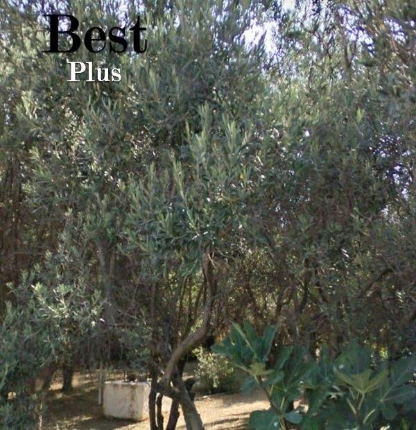 (Προς Πώληση) Αξιοποιήσιμη Γη Οικόπεδο || Ανατολική Αττική/Βάρη-Βάρκιζα - 550 τ.μ, 300.000€ 