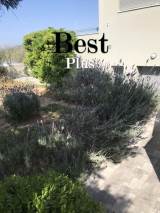 slide1 thumbnail